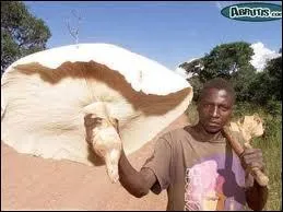 Quel usage particulier peut-on faire avec ce champignon ?