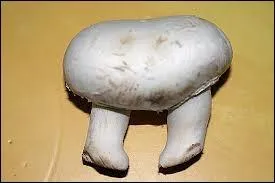 Comment appelle-t-on des jumeaux qui sont runis ds la naissance par une partie commune de leur corps ?