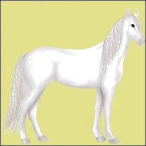 Ce cheval est :
