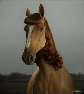 Ce cheval est de quelle robe ?