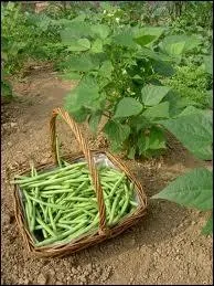 La culture des haricots a dbut en Italie vers 1528, pour se rpandre ensuite en France. D'o ce lgume est-il originaire ?