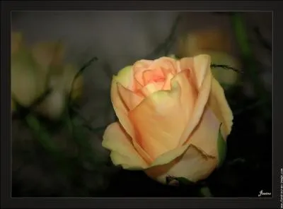 Complétez avec la bonne orthographe : « Son bouton aux feuilles (... ) De carmin à peine est teinté. »