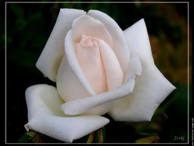 On dirait une rose blanche Qu'(... ) fait rougir de pudeur,