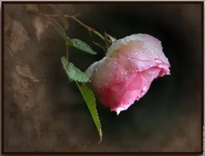 Son tissu rose et (... ) De la chair a le velout;