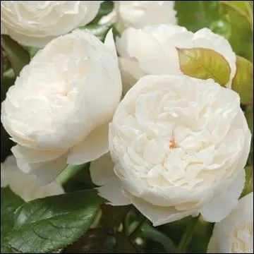 Comme un teint aristocratique Noircit les fronts (... ) de soleil,