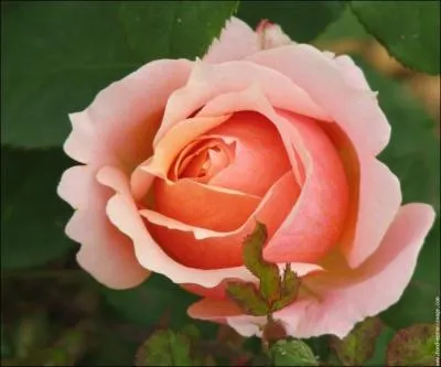 De (... ) soeurs elle rend rustique Le coloris chaud et vermeil.