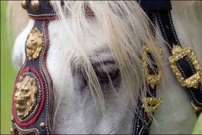 Quelle est la robe la plus courante chez l'Andalou ?