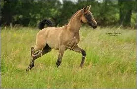 De quelle robe naissent les poulains le plus souvent ? (plusieurs rponses possibles)