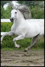 L'Andalou est... . (Plusieurs rponses)