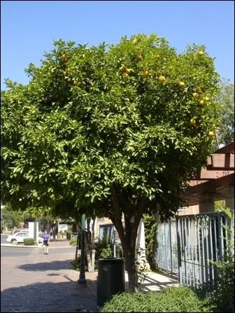 Quel est le nom de cet arbre ?