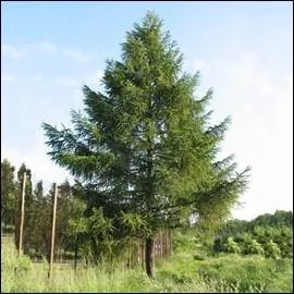 Quel est le nom de cet arbre ?