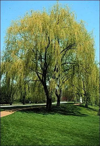 Quel est le nom de cet arbre ?