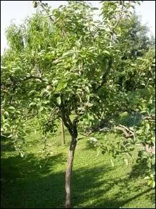 Quel est le nom de cet arbre ?