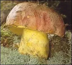 Comment dfinir l'homonyme ?