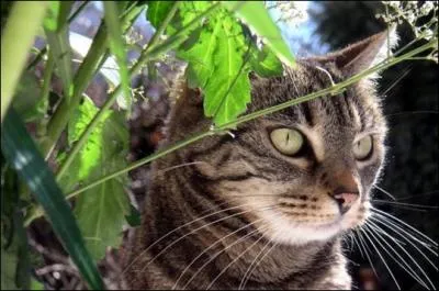 Quelle plante est appelée "herbe-aux- chats" ?