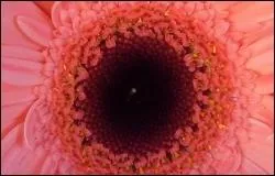 Ce capitule appartient à l'/le...