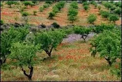 Comment nomme-t-on la culture de l'olivier ?