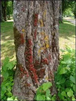 Comment appelle-t-on le tronc d'un arbre ?