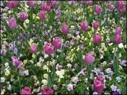 Si vous cultivez des rangées de fleurs, vous ne faites pas de/d'...