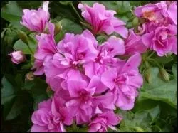 À quelle famille le géranium appartient-il ?