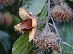 De quel arbre ce fruit provient-il ?