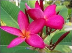 De quel arbre provient cette jolie fleur ?