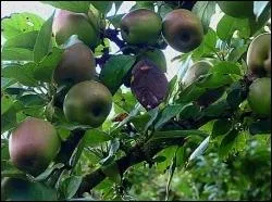 De ces trois propositions, une n'est pas une variété de pomme. Laquelle ?