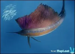 Quel poisson dtient le record de vitesse avec 110 km/h ?