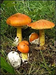 Quel est ce champignon appel aussi oronge ?