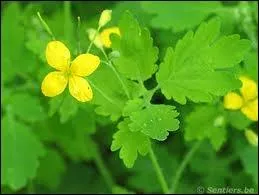 Quel est l'autre nom de cette plante nomme chlidoine ?