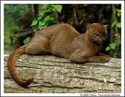 Ce flin est un jaguarondi, quel est son autre nom ?