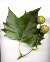 A quel arbre appartient cette feuille ?