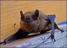 A quel ordre appartient la chauve-souris ?