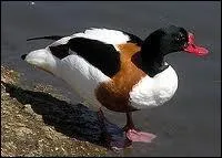 Quel est cet oiseau qui fait son nid dans les terriers de lapin ?