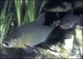 Quel poisson construit un nid pour ses oeufs ?