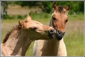 Quel est le volume de l'estomac du cheval ?