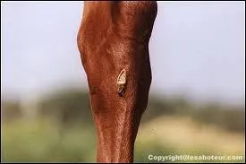 La chtaigne du cheval est : (plusieurs rponses)