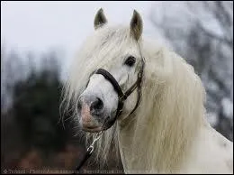 Quel est le nom de la figure de mange qui commence par une diagonale et qui finit par un demi-cercle ?