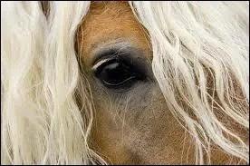 Quelle est la robe de ce cheval ?