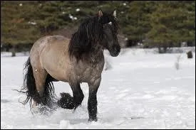 Quelle est la race de ce cheval ?