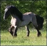 Quel est le poids moyen pour un mle ?