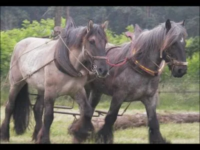Vrai ou faux , Il est menac !