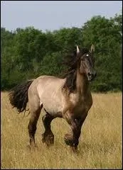 Dans les annes 80, il n'y avait plus que 200 individus en Frances !