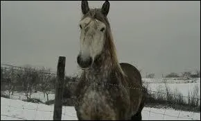 Il a les crins abondants !