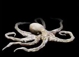 Quel est ce cphalopode  8 tentacules munis de grosses ventouses ?