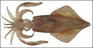 Quel est ce céphalopode à 10 tentacules n'ayant qu'une simple  plume  comme squelette ?