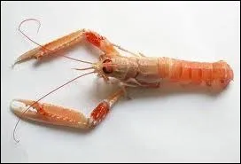 Quel est ce crustac ayant une carapace rouge-brun et pourvu de petites pinces ?