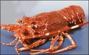 Quel est ce crustac n'ayant pas de pinces mais de grosses antennes pineuses ?