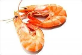 Quel est ce petit crustac ?