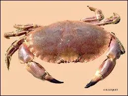 Quel est ce crustac de type  crabe  aux pinces courtes et robustes ?